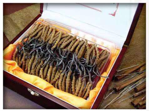 卡若冬虫夏草回收